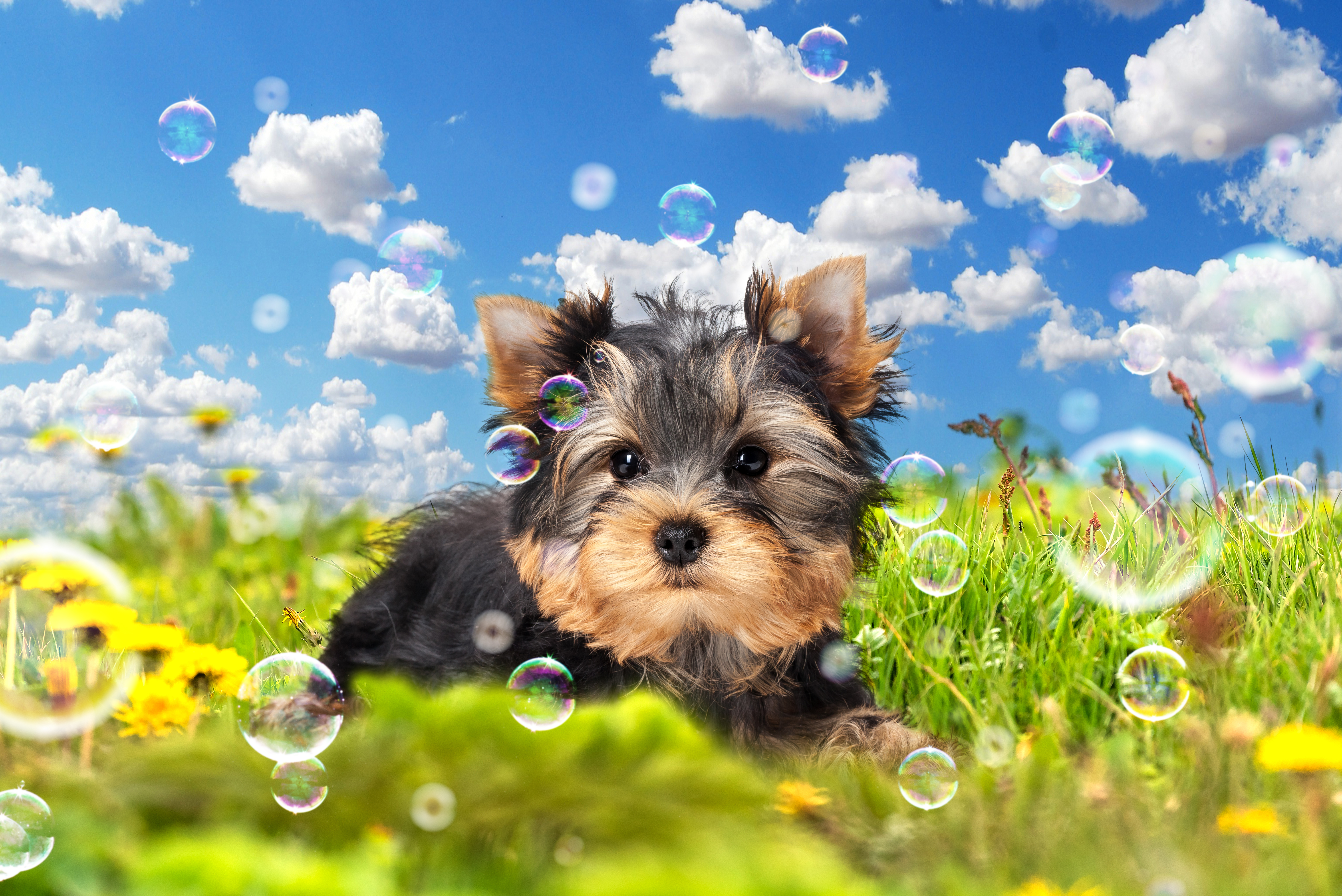 March 23 Special Events - Puppy day. Image of a Terrier in a field of grass with a beautiful blue sky in the background with clouds. 